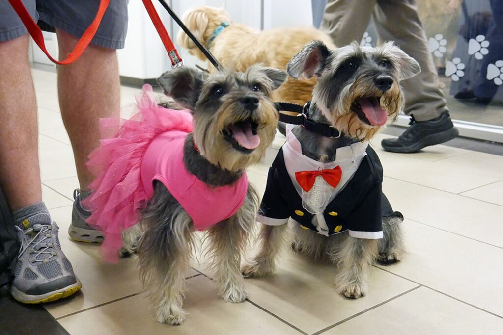 top 10 cities for dogs