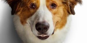 A Dog's Journey review