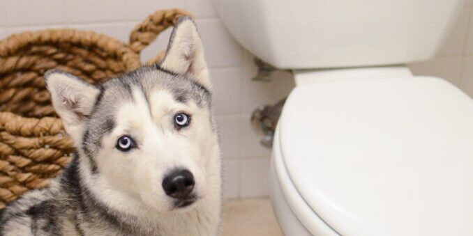Make Your Home a Dog Vacay Resort 3