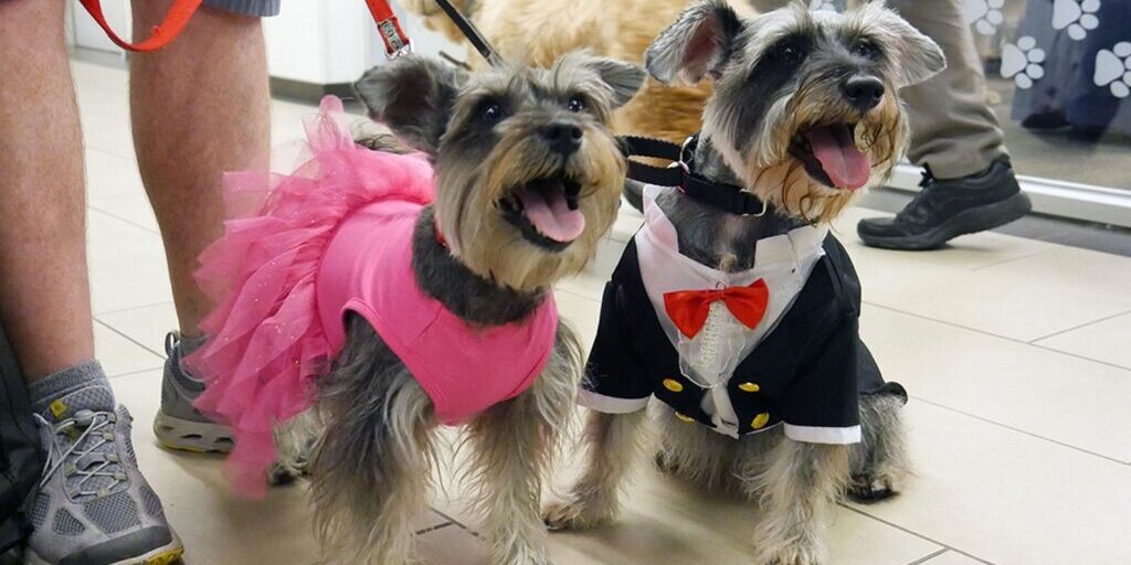 top 10 cities for dogs