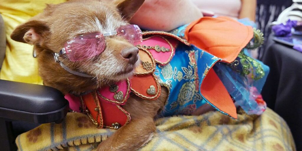 dog-film-festival-pooch-tea-party-cute