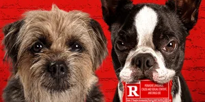 strays review