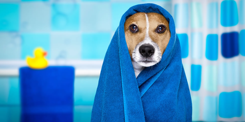 Pamper Pets